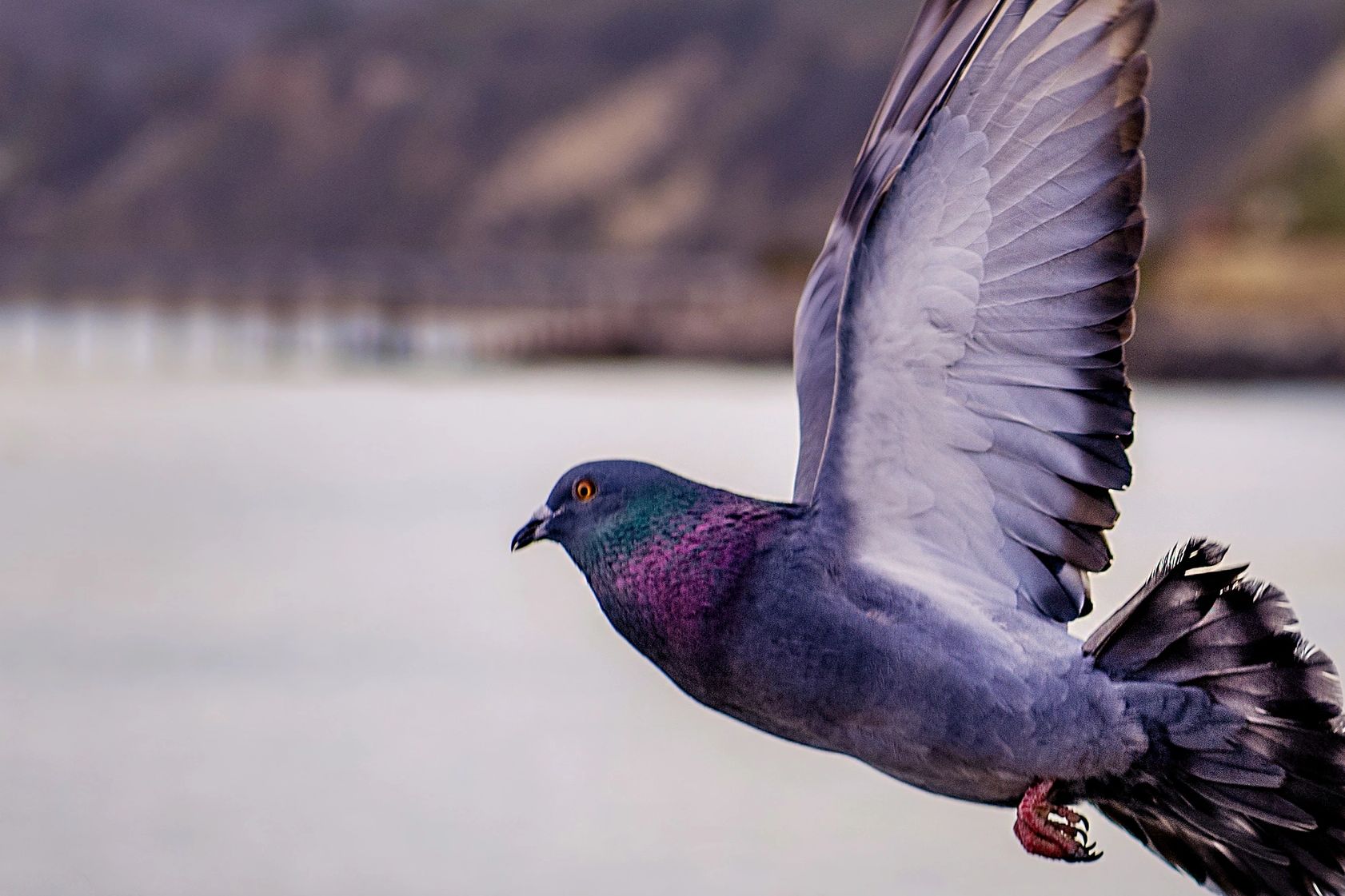 Pigeon flying.