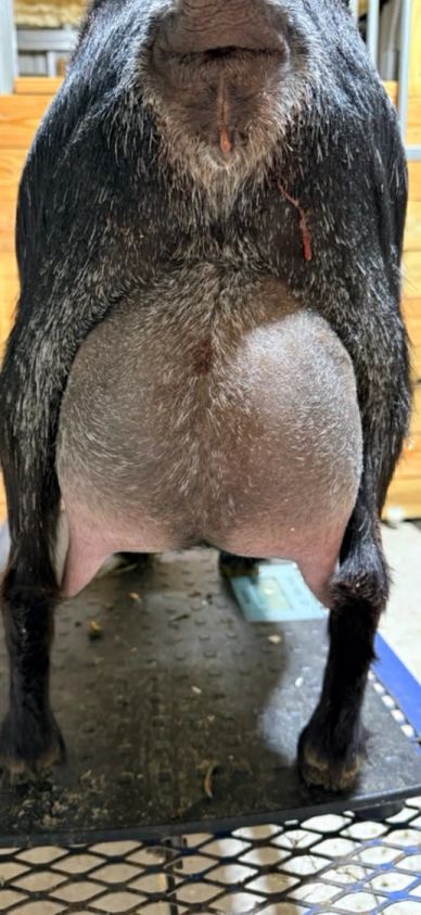Close-up of a goat's udder with teats visible.