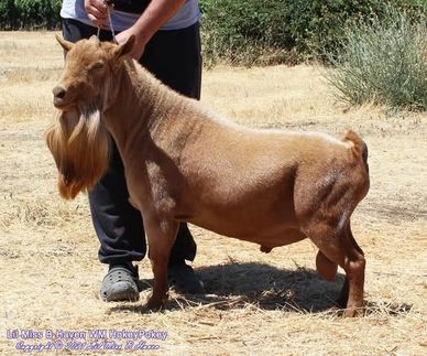 A brown goat standing outdoors near a person.