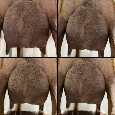 Four close-up views of cow udders.
