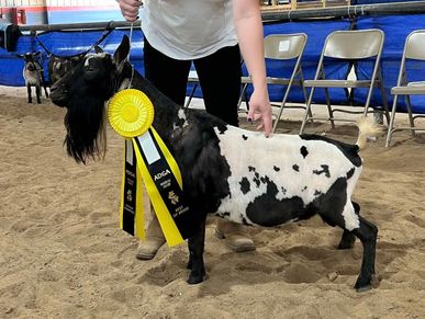 A goat with a yellow award ribbon.
