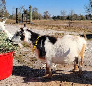 A goat eating hay outdoors.