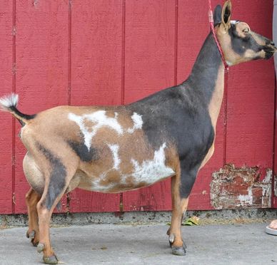 A goat standing sideways against a red wooden wall.