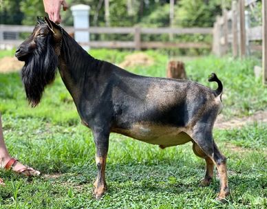 Black and brown goat with a long beard standing on grass.