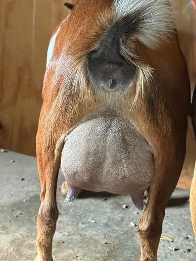 Rear view of a brown goat showing its udder.