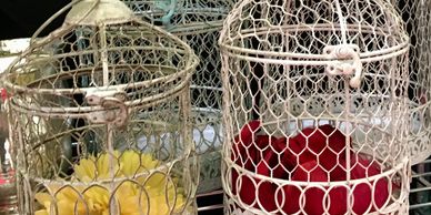 Bird Cages