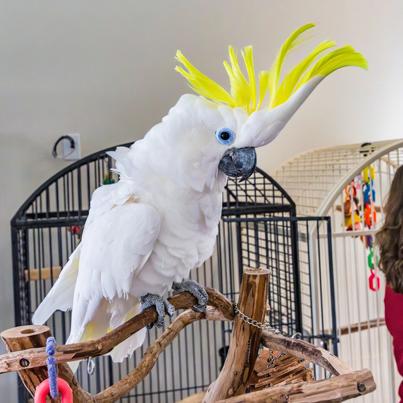 White cockatoo with yellow crest on perch indoors.