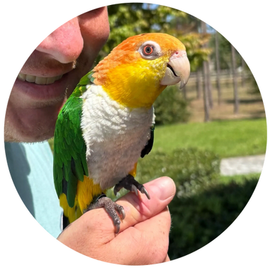 Zorro, a white-bellied caique. He is a typical caique- lots of spunk and sass rolled up into a littl