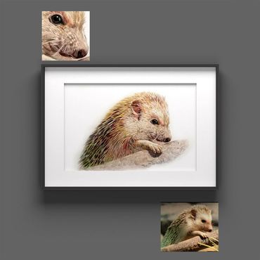 tierportraits bunt sketchus Tierzeichnungen