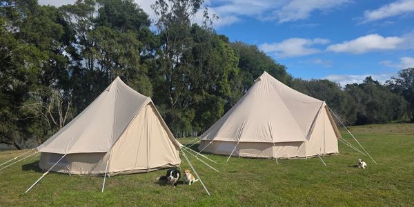 Two beige tents on a grassy field with three dogs relaxing nearby.