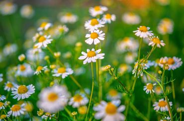 Valentina Gel de Baño
Manzanilla