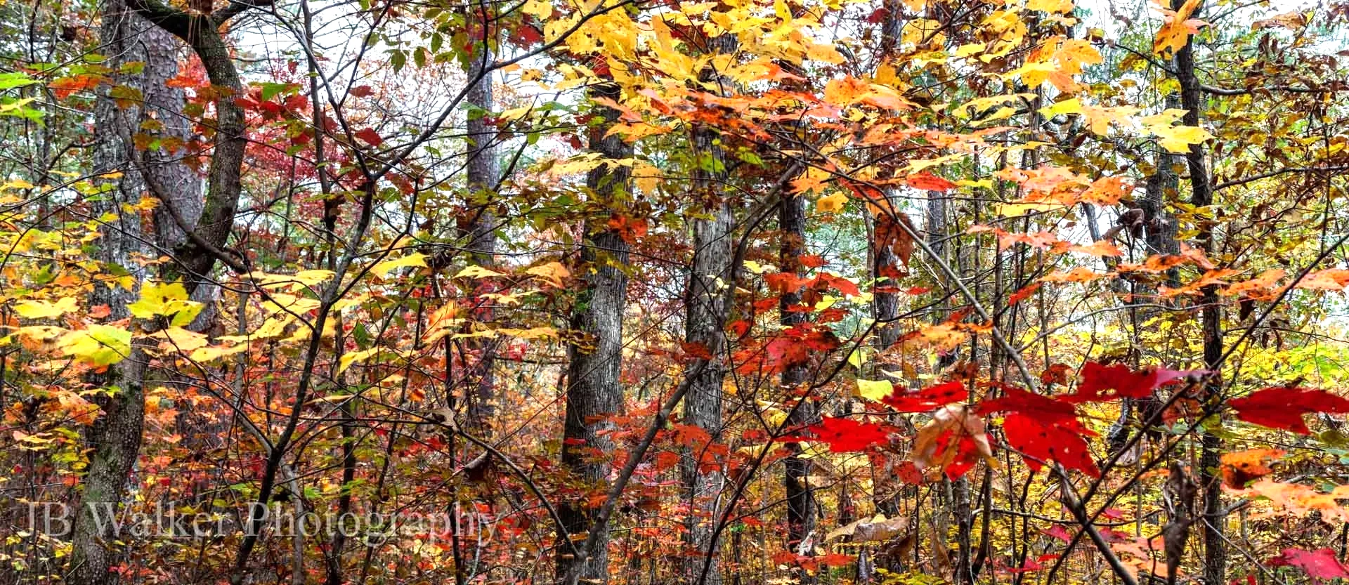 Sipsey Wilderness (North Alabama), My fav season is Springtime, but Fall is pretty hard to beat.