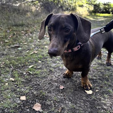 Brown dachshund standing on a forest path with a leash.