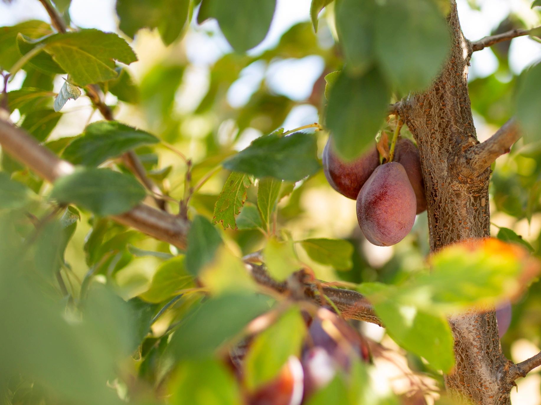 Image of plums on a tree at Brazelton Ranch.