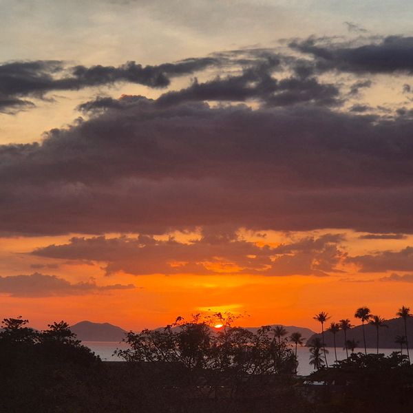 Sunset over the ocean with silhouetted trees and palm trees.