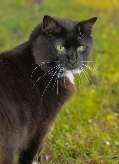 Max, the friendly Tuxedo cat at River Ridge Lodge, a Mahone Bay B&B in Nova Scotia