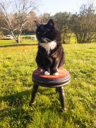 Max Spitfire, the Tuxedo cat is the king of River Ridge Lodge, a Mahone Bay B&B, Nova Scotia