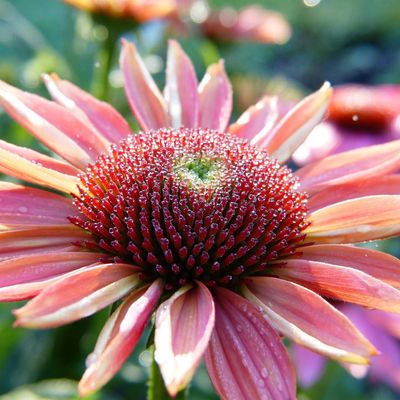 Closeup image of Pink Echinacea Flower