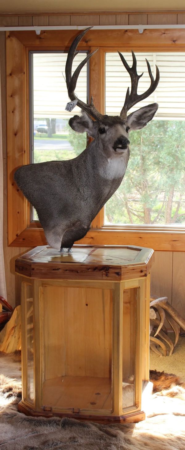 Mounted deer head displayed on a wooden stand.
