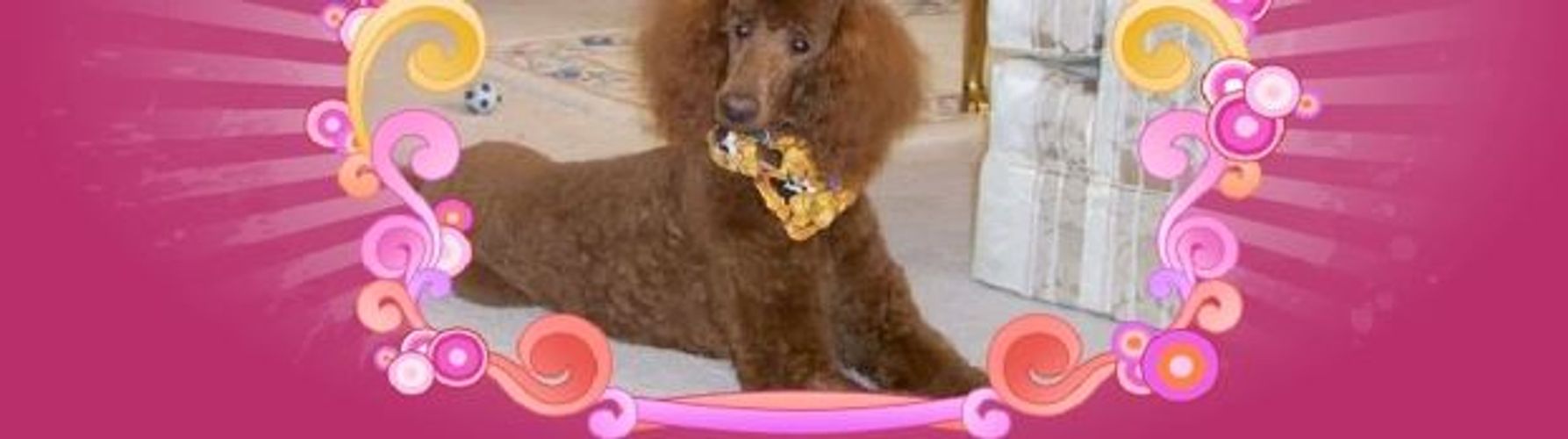Example of a red standard poodle breeder
