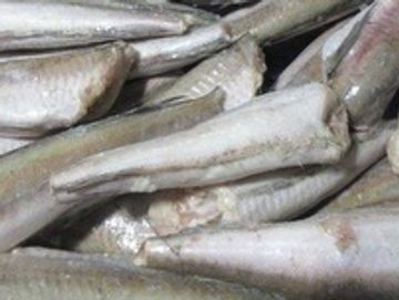Pacific whiting. Head off guts out.