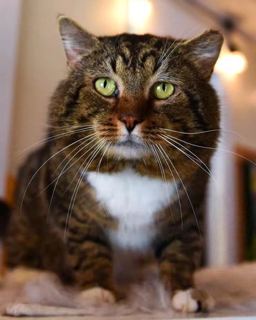 Adoptable cat at Princeton's Meow that has FIV.