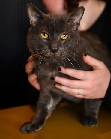 Adoptable cat at Princeton's Meow that has FIV.