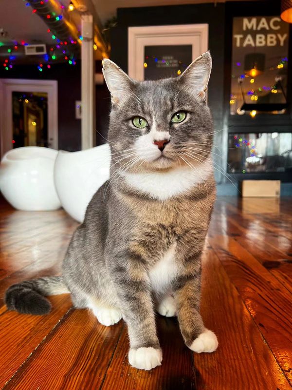 Adoptable cat at Princeton's Meow that has FIV.