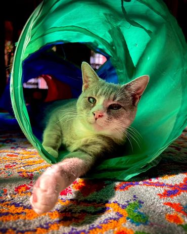 Adoptable cat at Princeton's Meow that has FIV.