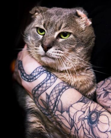 Adoptable cat at Princeton's Meow that has FIV.