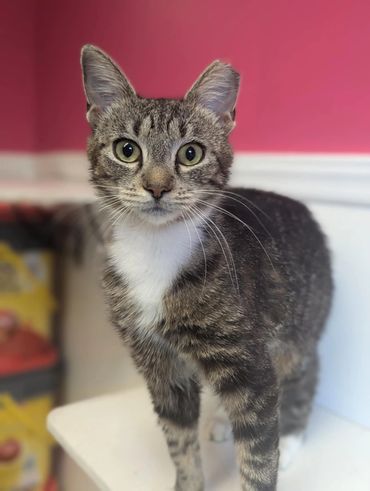 Adoptable cat at Princeton's Meow that has FIV.