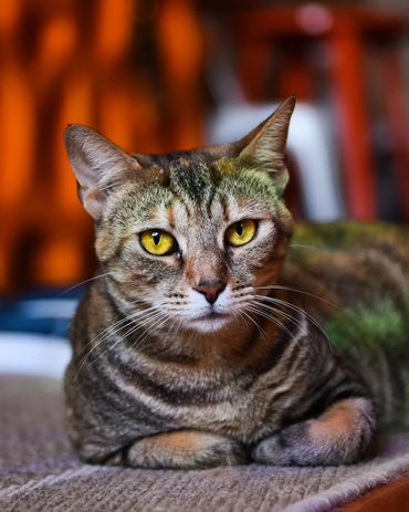 Adoptable cat at Princeton's Meow that has FIV.