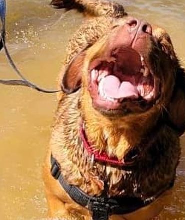 Happy dog shaking off water while standing in a muddy pond.