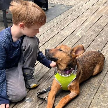 A boy gently pets a relaxed dog wearing a green harness on a wooden deck.