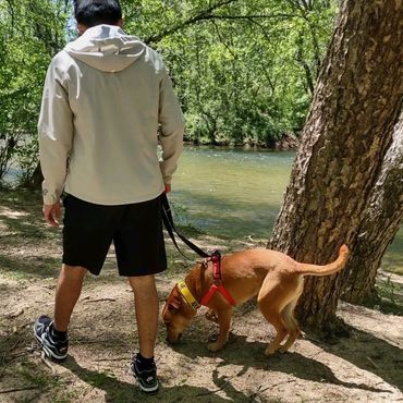 Person walking a dog by a river on a sunny day.