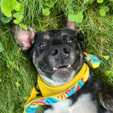 Happy dog lying in green grass wearing a colorful bandana.