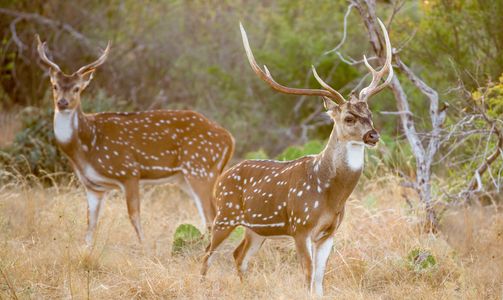 South Asia. Axis Deer brown white spots, three-pronged antlers can measure 36 inches in length. 