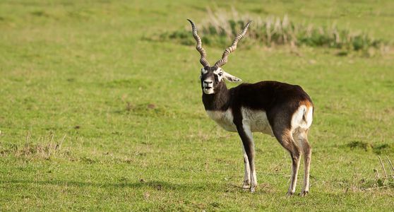 India, Nepal, Pakistan. Black Buck,   two-tone, dark brown, long, ringed horns. 