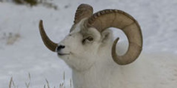 Northwest North Males have thick, curling horns. Females horns  shorter, slenderer, slightly curved.