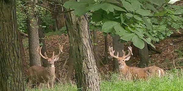 selective breeding, raising trophy Whitetail deer.  mature bucks score  over 300 Boone and Crockett 