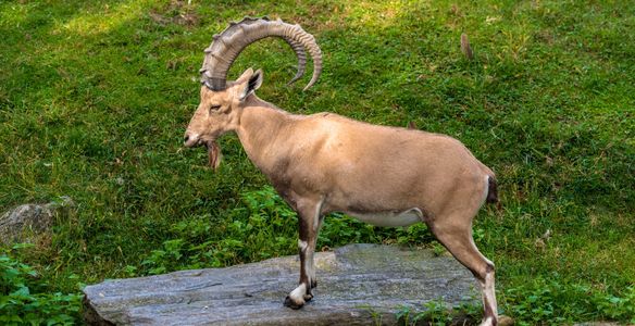 Eurasia, Northern Africa. Ibex brownish gray, male and female, long, ridged, backward-curving horns 