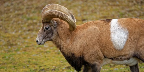 Southern and Central Asia, reddish brown, males have beard from neck to the chest and large horns.