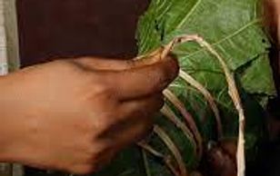 Upanaham, a herbal bandaging treatment used in Ayurveda to relieve pain, swelling and inflammation.