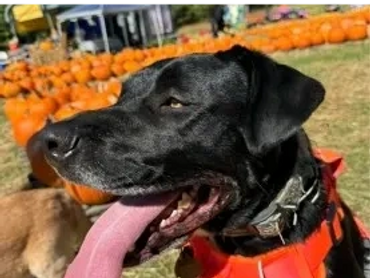 Black dog with long tongue in a pumpkin patch on a sunny day.