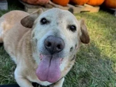 Happy dog panting in front of pumpkins outdoors.