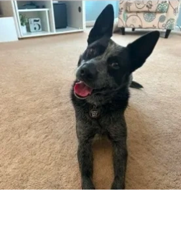 Happy black and gray dog lying on carpet with ears perked up.
