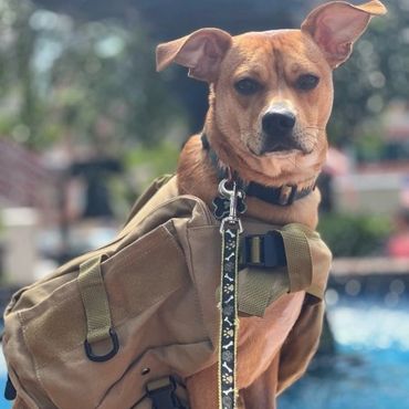 Dog with a backpack sitting near a pool, looking attentive.