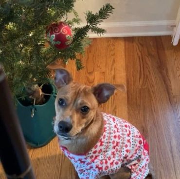 Dog in festive pajamas sitting beside a decorated Christmas tree.