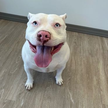 Happy white dog with blue eyes and tongue out on wooden floor.