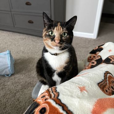 A calico cat with green eyes sitting attentively on a carpet.